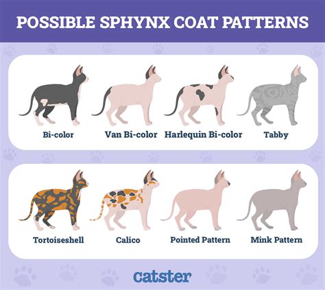 8 Different Sphynx Cat Colors (With Pictures) - Catster