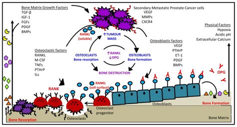 Matrix Metalloproteinases Mmps Chemokines Cxcl12cxcr4 And Download Scientific Diagram