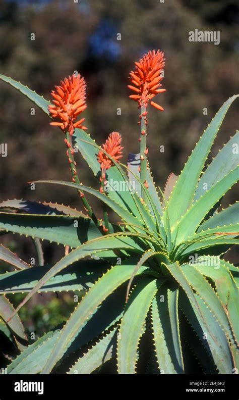 ALOE ARBORESCENS SUCCULENT COMMONLY KNOWN AS THE KRANTZ ALOE OR