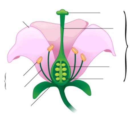 Flower Diagram Diagram | Quizlet