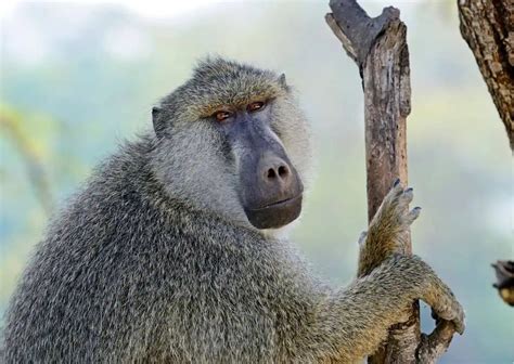 Baboon Behavior - AnimalBehaviorCorner