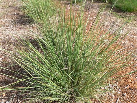 Lemmon S Needlegrass Achnatherum Lemmonii Wholesale