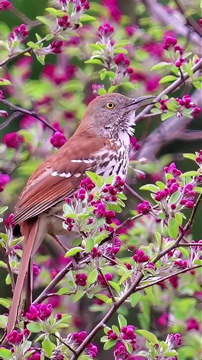 Brown Thrasher In Spring Youtube