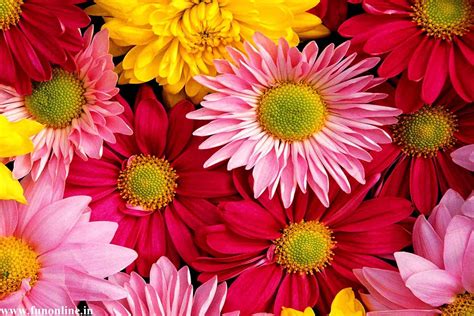 Colorful Daisies Wallpapers - Top Free Colorful Daisies Backgrounds ...