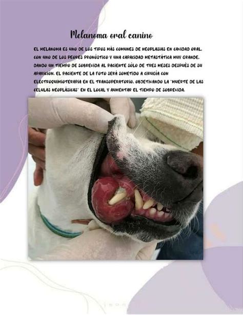 Melanoma Oral Canino Fraii Udocz