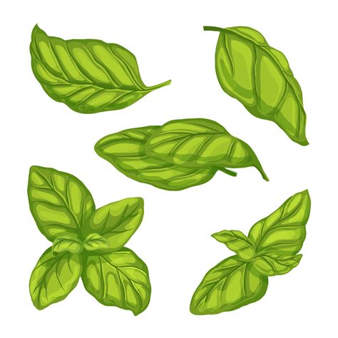 Hoja De Albahaca Verde Hierba Conjunto Dibujos Animados Vector