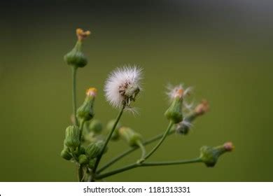 593 Vernonia cinerea Images, Stock Photos & Vectors | Shutterstock