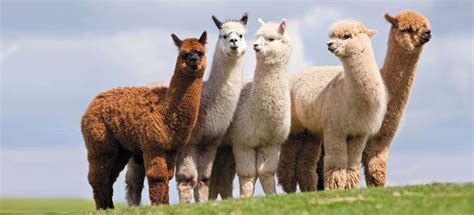 alpaca zoologia parco della preistoria