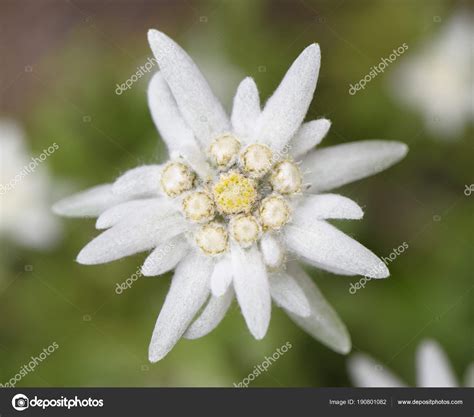 Blooming Edelweiss flower Stock Photo by ©filmfoto 190801082