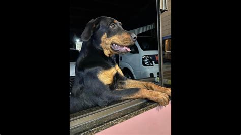 Cachorra Atena Desapareceu No Bairro Jardim Veneza Cgn O Maior