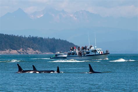 New York Times: ‘Orcas of the Pacific Northwest Are Starving and ...