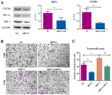 Role Of The Hif Sdf Cxcr Signaling Axis In Accelerated Fracture