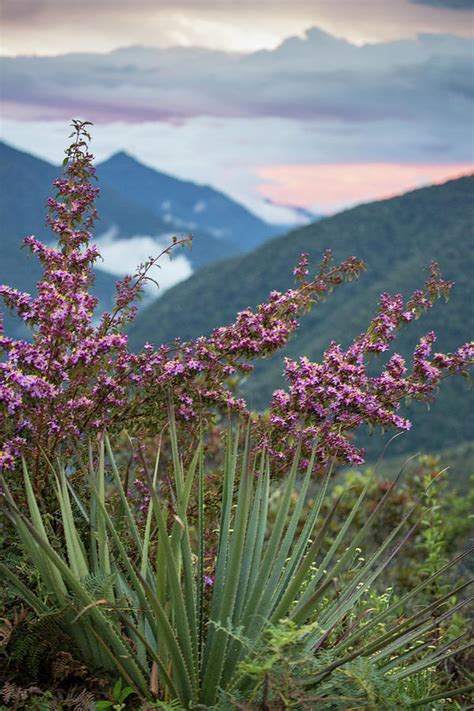 Plants Of Peru Cloud Forest Viewed Photograph by Jess McGlothlin Media ...