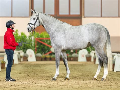 Hannover Stallone 5 Anni 175 cm Grigio in Münster Handorf