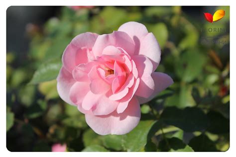Купить Роза флорибунда Боника 82 Rose floribunda Bonica 82 - в ...