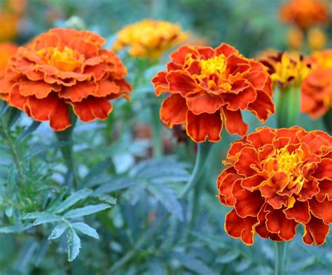 How to grow marigolds in pots for a fantastic summer display | Homes ...