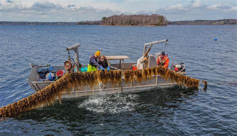 Kelp Farming Market Astonishing Growth Mara Seaweed Organica Biotech