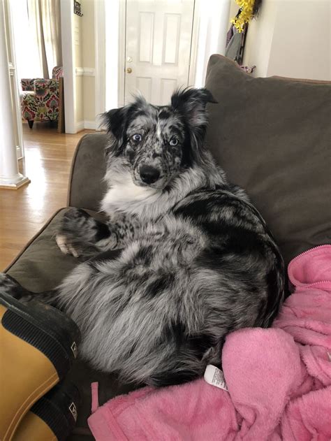 Pin on Beautiful people. | Australian shepherd blue eyes, Australian ...