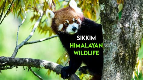 gangtok zoo rare wildlife   himalayas youtube
