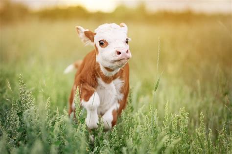 Teacup Mini Cow: Are They Good Pets? - GFL Outdoors