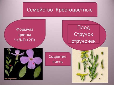 Цветок. Плод. Признаки - презентация онлайн