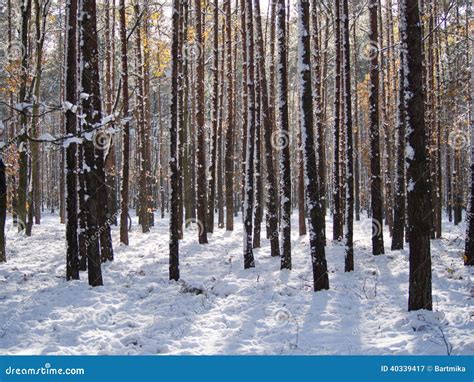 Winter Tree Lined Lane Stock Image Image Of Brown Scene 40339417