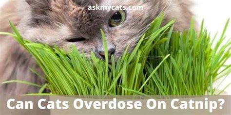 Can Cats Overdose On Catnip? Can Too Much Catnip Kill A Cat?