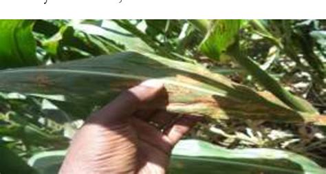 Figure From Distribution And Importance Of Common Rust Of Maize