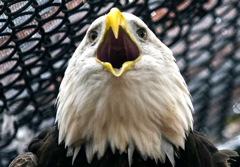 Bald Eagle Killing Man Indicted In Birds Mount Pleasant Shooting