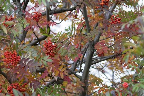 Bright Rowan Berriesautumn Fall Scene Beauty Nature Scene Trees And