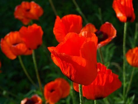 Wallpaper Flowers Red Poppies Flower Poppy Flora Petal Land