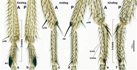 Foreleg (a, b), midleg, (c, d), and hindleg (e, f) anatomy in D ...