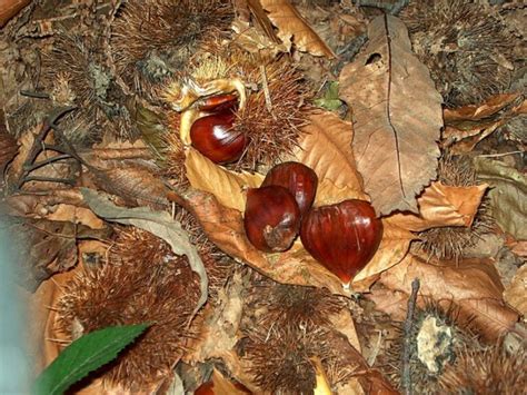 Autunno A Roccamonfina Non Perdere La Sagra Della Castagna E Del Fungo