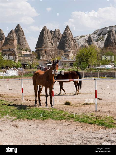 Horses For Tourists To Ride Goreme Nevsehir Turkey Stock Photo Alamy