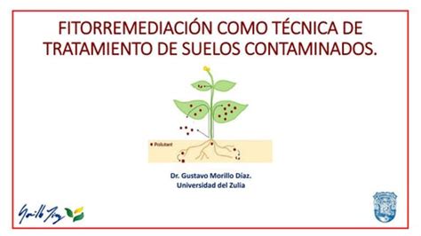 Fitorremediaci N Como T Cnica De Tratamiento De Suelos Contaminados By