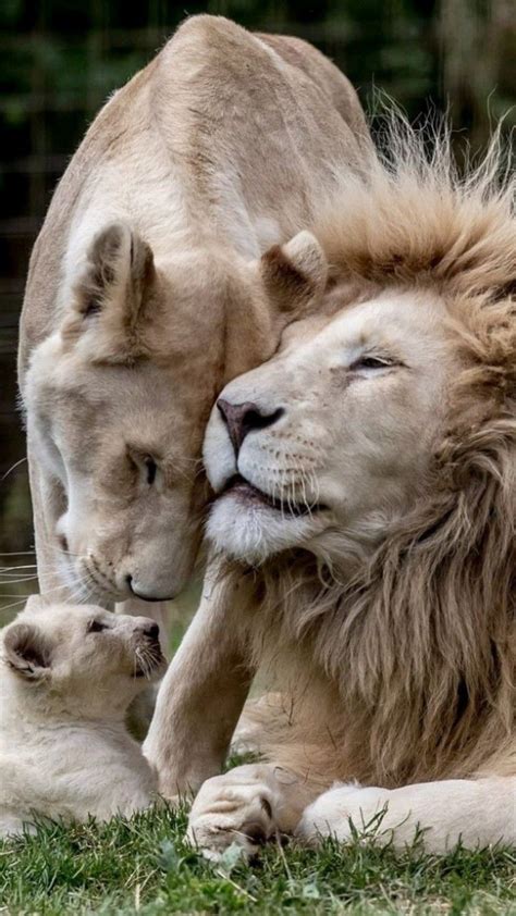 Lion And Lioness Together 🦁 ️ Lion Quotes Lion King Quotes Lioness