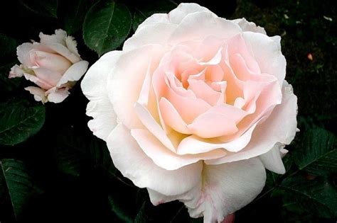 Top 10 Hybrid Tea Rose Bush Varieties - SONG OF ROSES