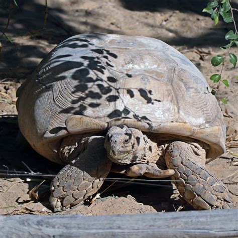 Gala Tortuga Gigante De Los Pagos Nigra De Chelonoidis Kenia Foto