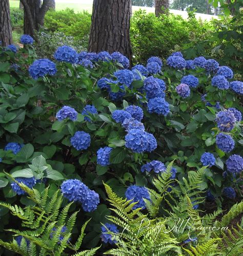 Hydrangea macrophylla - Beechmount Garden Centre