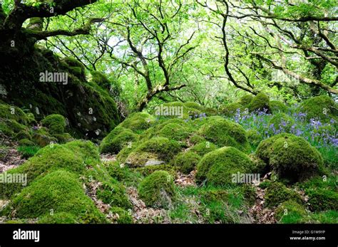 Mixture Of Ancient Oak Woodland And Pasture Hi Res Stock Photography