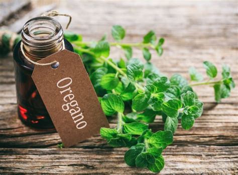 9 Amazing Benefits Of Oregano Essential Oil For Health Skin And Hair