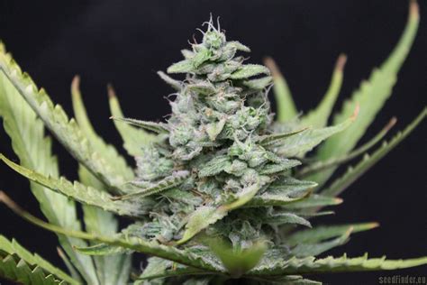 Strain Galerie Skunk Sensi Seeds Pic Von Hempi