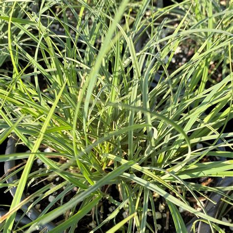 Carex Woodii Pretty Sedge Cavanos Perennials