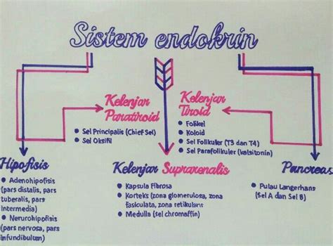 Mind Mapping Sistem Endokrin Sistem Endokrin Buku Catatan Sel B