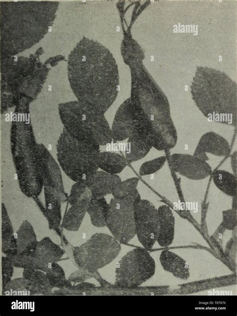 Dong bei zi yuan zhi dong bei zi yuan zhi wu shou ce ... 