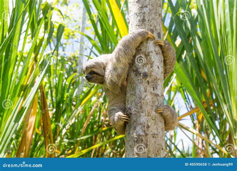 Young 3 Toed Sloth in Its Natural Habitat. Amazon River, Peru Stock ...