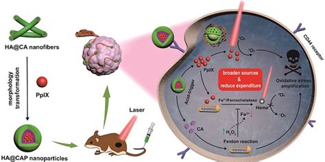 Broaden Sources And Reduce Expenditure Tumor Specific Transformable