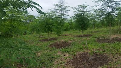 Moringa Ecuador NUEVOS BOSQUES DE MORINGA SE INCORPORAN A LA FASE DE