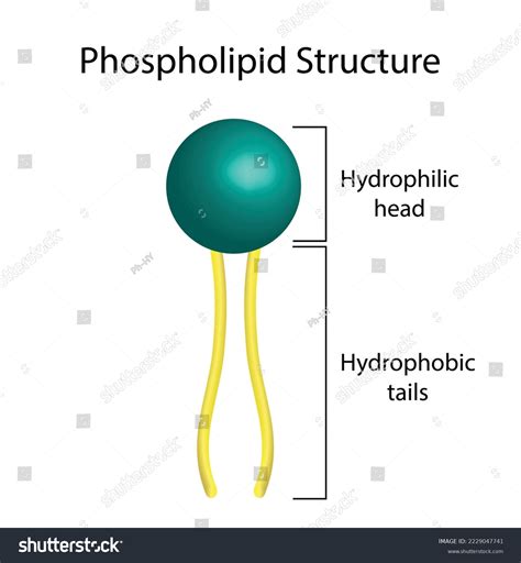 Phospholipid Molecule Structure Hydrophilic Head Which Stock Vector ...