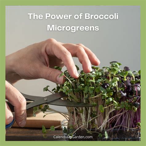 Top Microgreens For Beginners Artofit